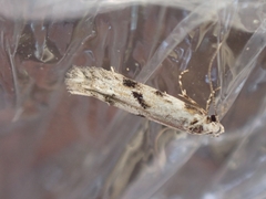 Stenolechia gemmella