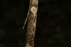 Endiandra muelleri bracteata