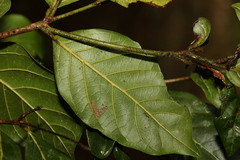 Endiandra muelleri bracteata