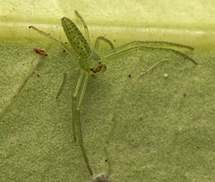 Cetratus rubropunctatus