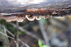 Oxychaete cervinogilva