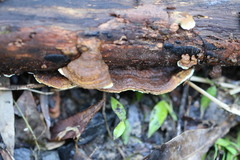 Oxychaete cervinogilva