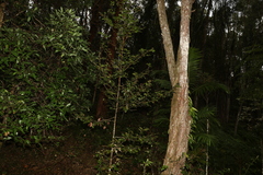 Endiandra muelleri bracteata