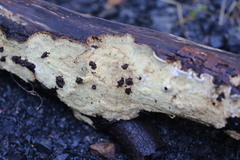 Oxychaete cervinogilva