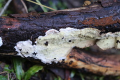 Oxychaete cervinogilva