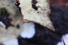 Oxychaete cervinogilva