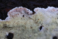 Oxychaete cervinogilva