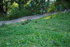 Sturnus vulgaris