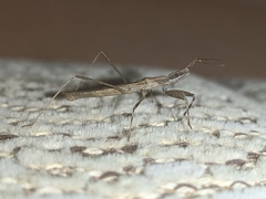 Sastrapada baerensprungi