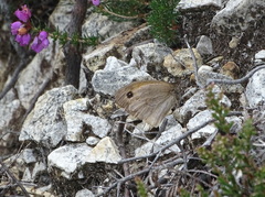 Hyponephele lycaon