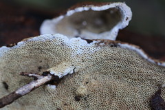 Oxychaete cervinogilva