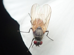 Thricops semicinereus