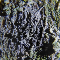 Amandinea punctata