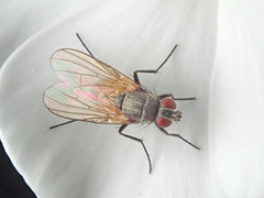 Thricops semicinereus