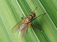 Hydrophoria lancifer