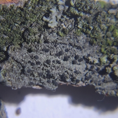 Amandinea punctata