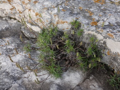 Plantago subulata