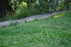 Sturnus vulgaris