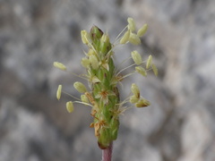 Plantago subulata