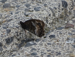 Hipparchia alcyone
