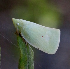 Colgaroides acuminata