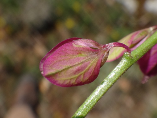 Image of Polygala nicaeensis by (c) Christian Berg, some rights reserved (CC BY)