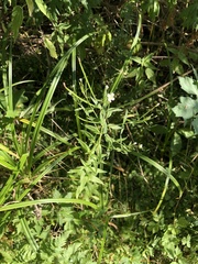 Epilobium pseudorubescens