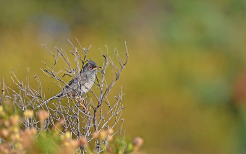 Marmora's Warbler (Curruca sarda), photo 8
