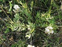 Oxytropis oxyphylla