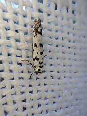 Ethmia eupostica