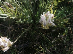 Oxytropis oxyphylla