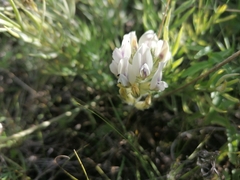 Oxytropis oxyphylla