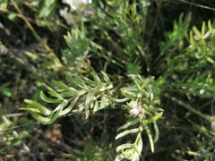 Oxytropis oxyphylla