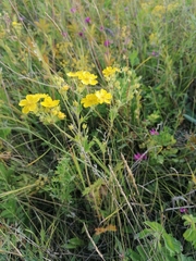 Potentilla tanacetifolia