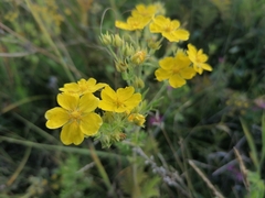 Potentilla tanacetifolia