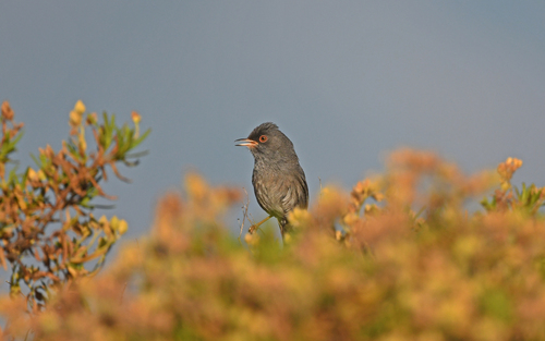 Marmora's Warbler (Curruca sarda), photo 5
