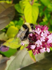 Bombus subterraneus