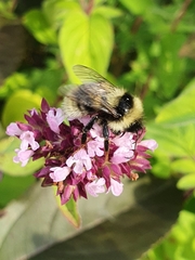 Bombus subterraneus