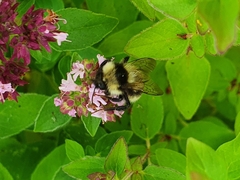 Bombus subterraneus