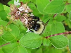 Bombus subterraneus