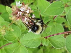 Bombus subterraneus