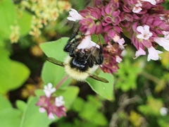 Bombus subterraneus