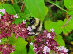 Bombus subterraneus
