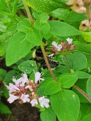 Bombus subterraneus