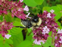 Bombus subterraneus