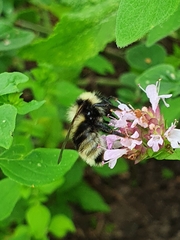 Bombus subterraneus