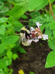 Bombus subterraneus