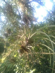 Tillandsia fasciculata