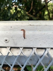 Helicorthomorpha holstii