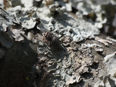Tusitala hirsuta